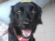 Lilica