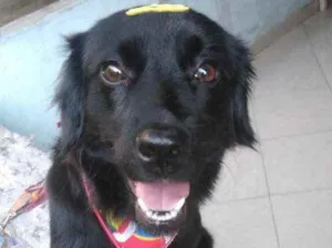 Cachorro raça Poodle com vira lata idade 2 anos nome Lilica