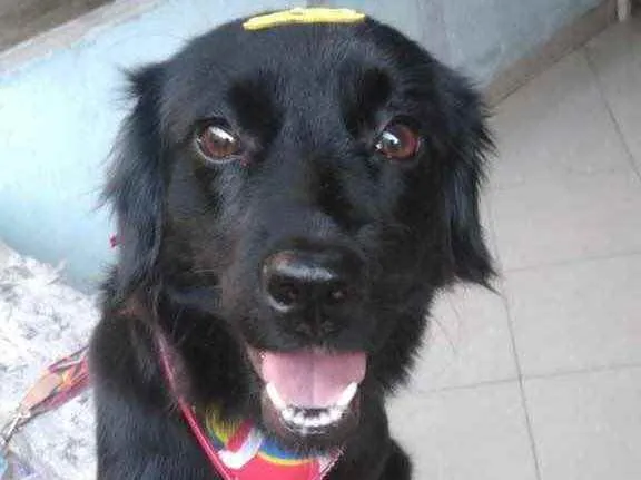 Cachorro ra a Poodle com vira lata idade 2 anos nome Lilica