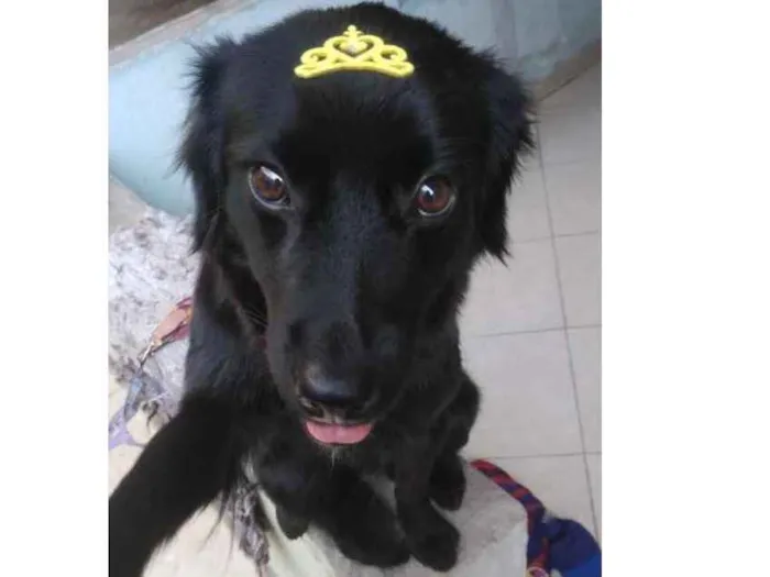 Cachorro ra a Poodle com vira lata idade 2 anos nome Lilica