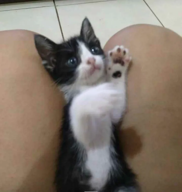 Gato ra a Sem raça idade 2 a 6 meses nome Frajola