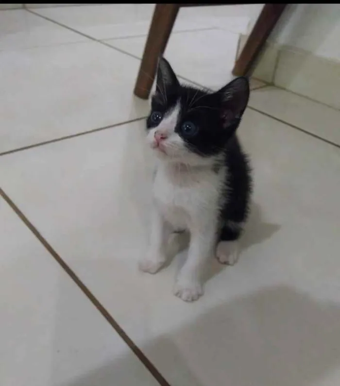 Gato ra a Sem raça idade 2 a 6 meses nome Frajola