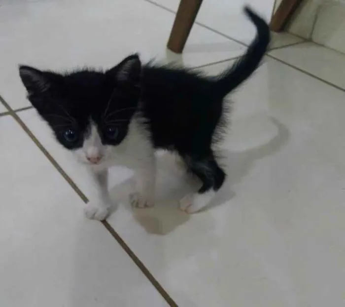 Gato ra a Sem raça idade 2 a 6 meses nome Frajola