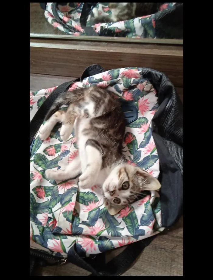 Gato ra a Vira lata idade 2 a 6 meses nome Mila