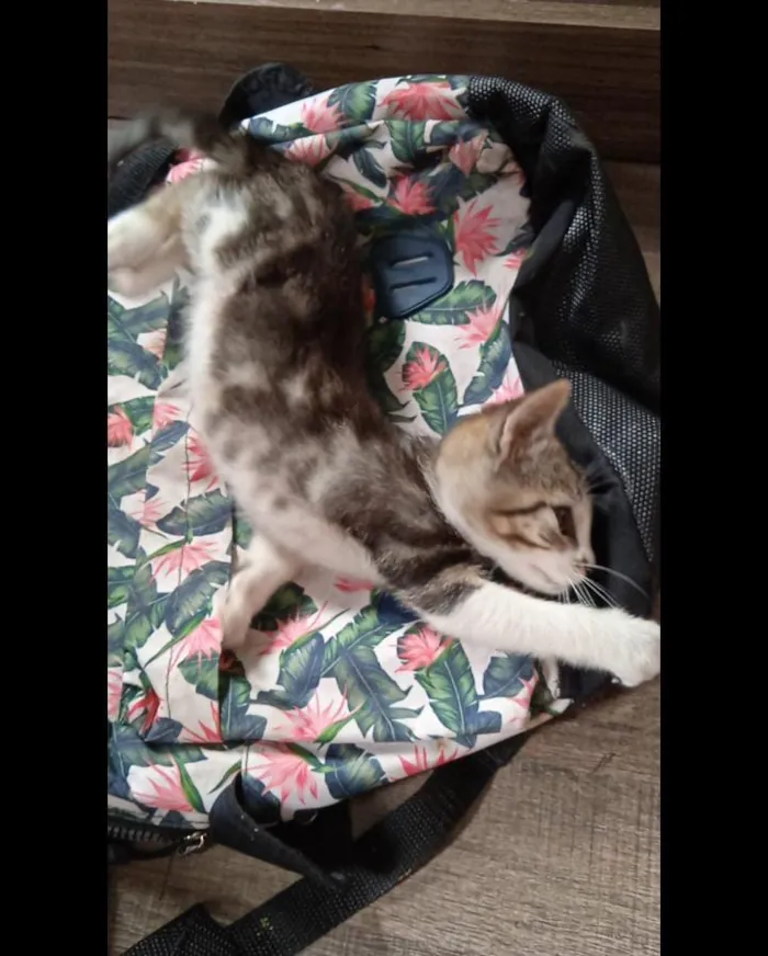 Gato ra a Vira lata idade 2 a 6 meses nome Mila