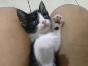 Gato raça Sem raça idade 2 a 6 meses nome Frajola