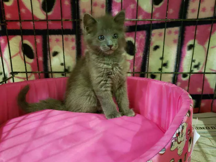 Gato raça Srd idade 2 a 6 meses nome Blue