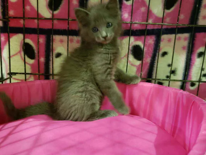 Gato raça Srd idade 2 a 6 meses nome Blue