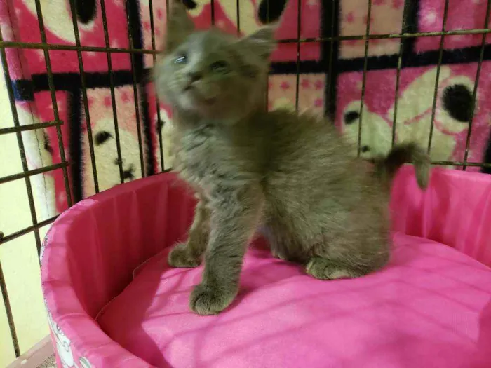 Gato raça Srd idade 2 a 6 meses nome Blue