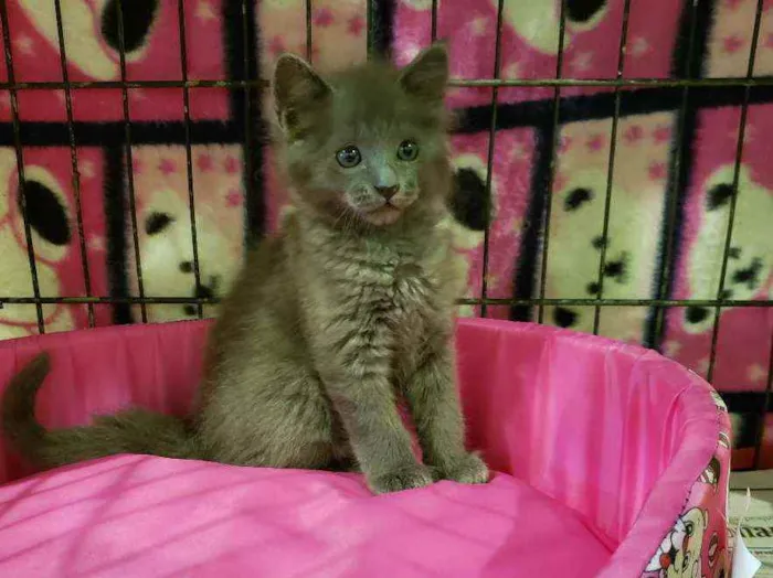 Gato raça Srd idade 2 a 6 meses nome Blue