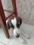 Amora