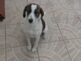 Amora