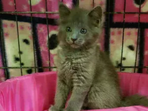 Gato raça Srd idade 2 a 6 meses nome Blue
