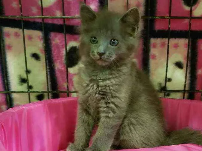 Gato raça Srd idade 2 a 6 meses nome Blue