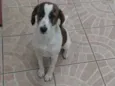 Amora