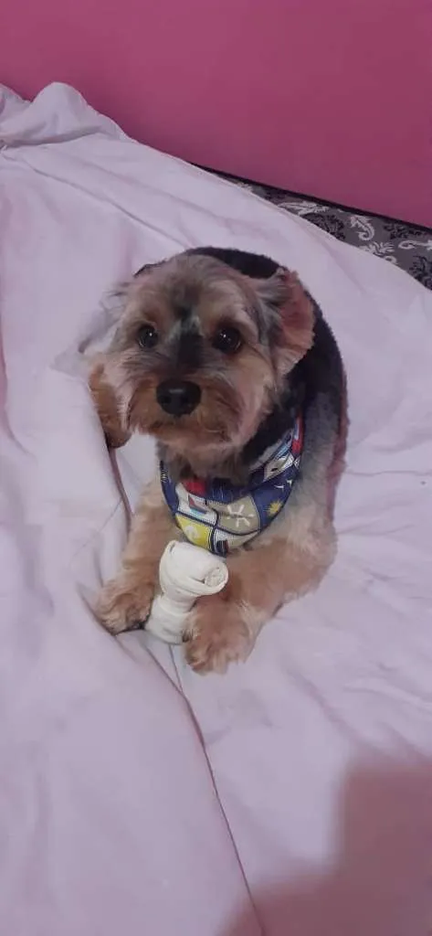 Cachorro raça Yorkshire idade 6 ou mais anos nome Fred