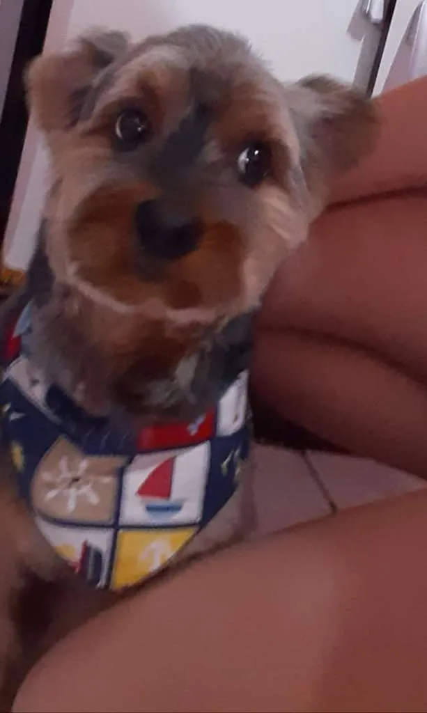 Cachorro raça Yorkshire idade 6 ou mais anos nome Fred