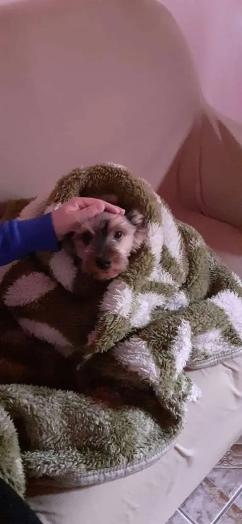 Cachorro raça Yorkshire idade 6 ou mais anos nome Fred