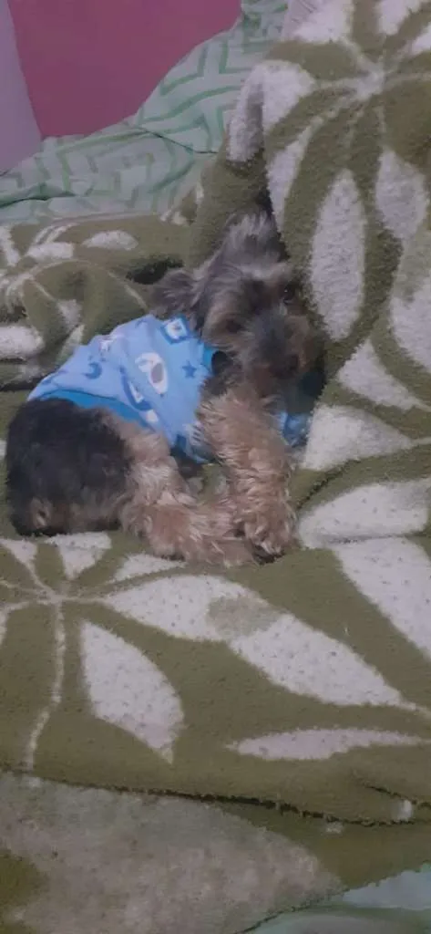 Cachorro raça Yorkshire idade 6 ou mais anos nome Fred