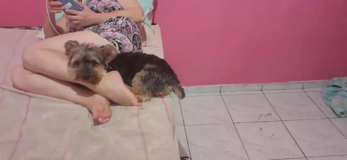 Cachorro raça Yorkshire idade 6 ou mais anos nome Fred