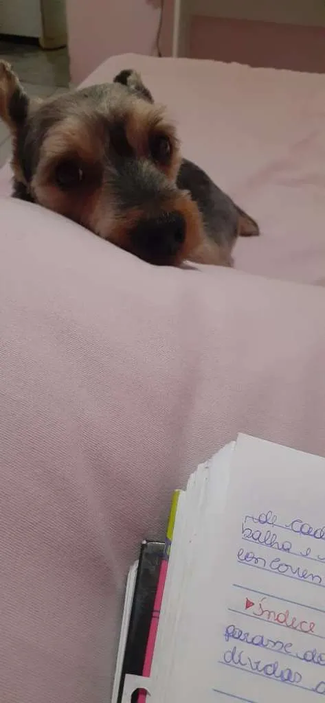 Cachorro raça Yorkshire idade 6 ou mais anos nome Fred