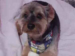 Cachorro raça Yorkshire idade 6 ou mais anos nome Fred
