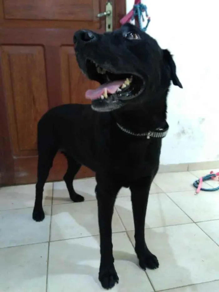 Cachorro ra a Labrador Americano idade 1 ano nome Zulu