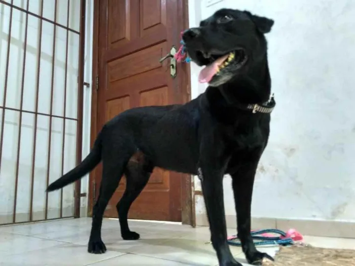 Cachorro ra a Labrador Americano idade 1 ano nome Zulu