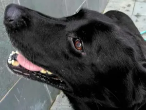 Cachorro raça Labrador Americano idade 1 ano nome Zulu