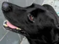 Zulu
