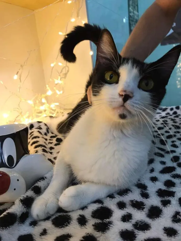 Gato raça SRD-ViraLata idade 7 a 11 meses nome Mimosa