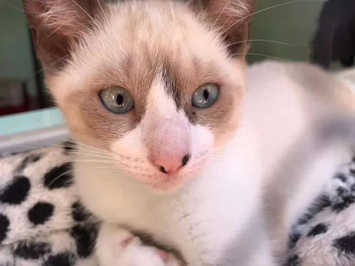 Gato raça SRD-ViraLata idade 2 a 6 meses nome Diana