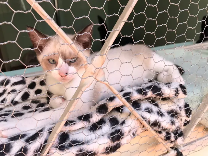 Gato raça SRD-ViraLata idade 2 a 6 meses nome Diana