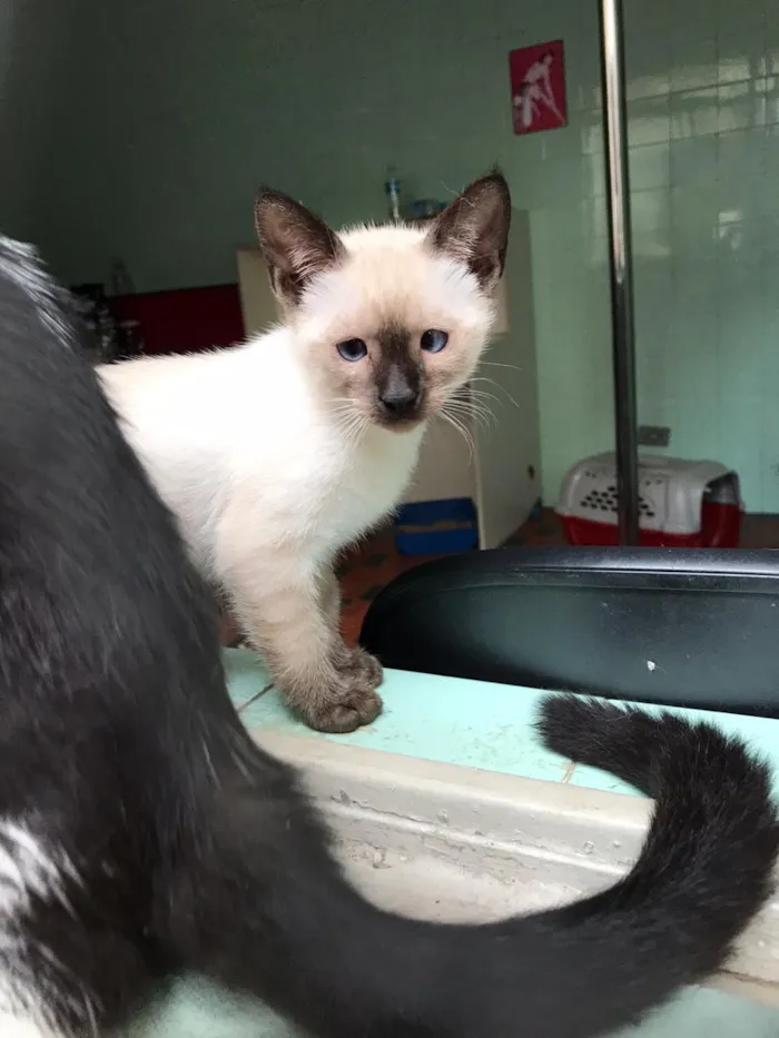 Gato raça SRD-ViraLata idade 2 a 6 meses nome Sheila