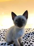 Sheila