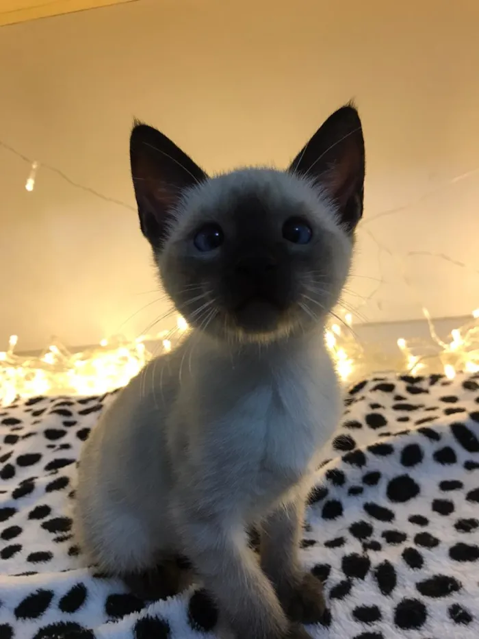 Gato raça SRD-ViraLata idade 2 a 6 meses nome Sheila