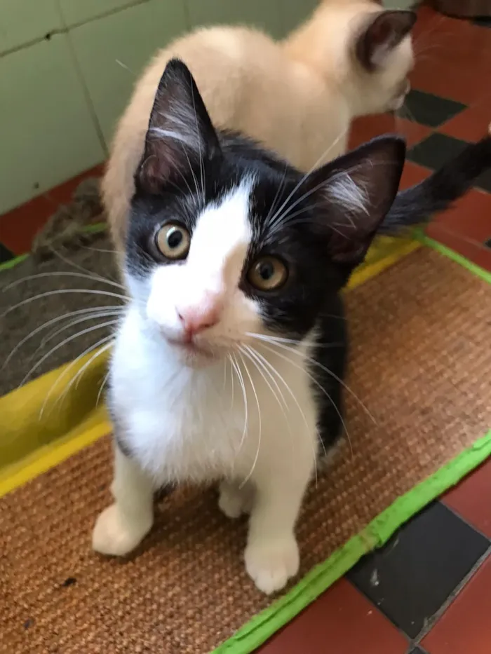 Gato raça SRD-ViraLata idade 2 a 6 meses nome Hank