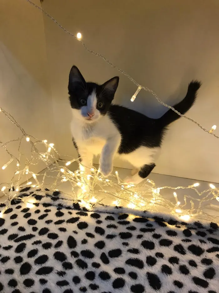 Gato raça SRD-ViraLata idade 2 a 6 meses nome Hank