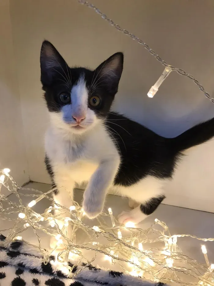 Gato raça SRD-ViraLata idade 2 a 6 meses nome Hank