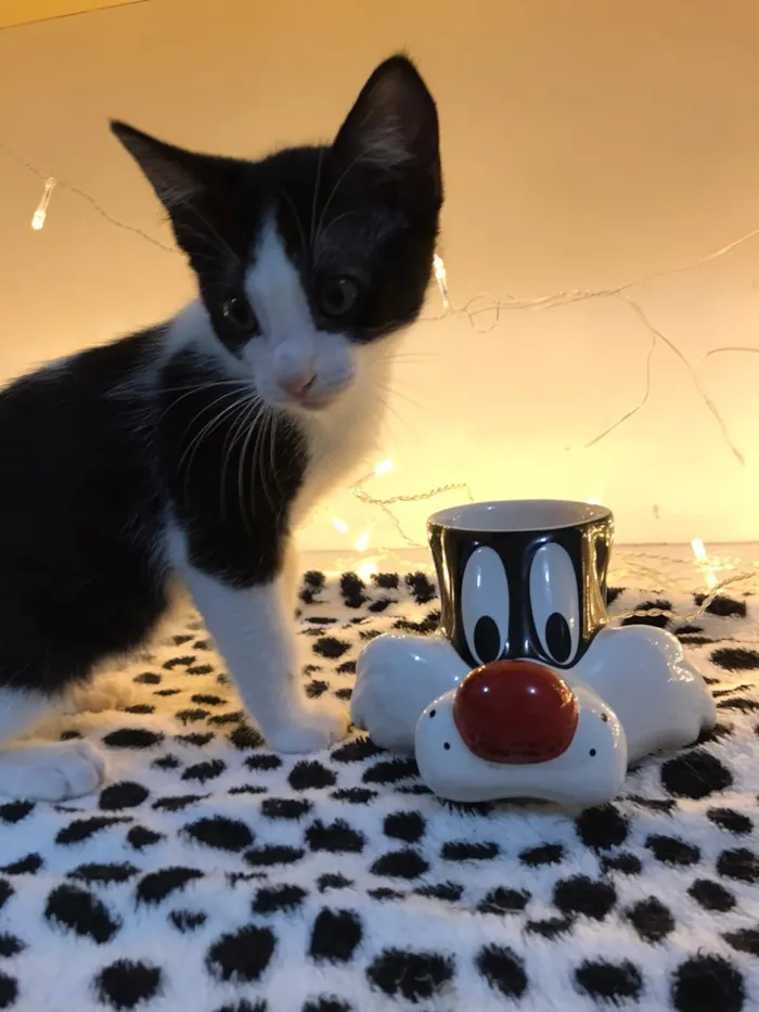 Gato raça SRD-ViraLata idade 2 a 6 meses nome Hank