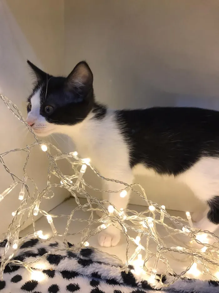 Gato raça SRD-ViraLata idade 2 a 6 meses nome Hank