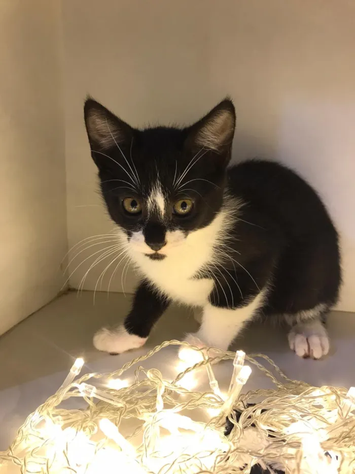 Gato raça SRD-ViraLata idade 2 a 6 meses nome Eric