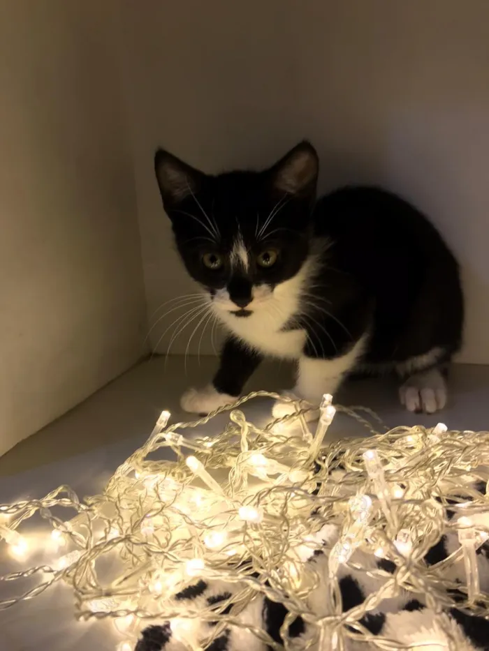 Gato raça SRD-ViraLata idade 2 a 6 meses nome Eric