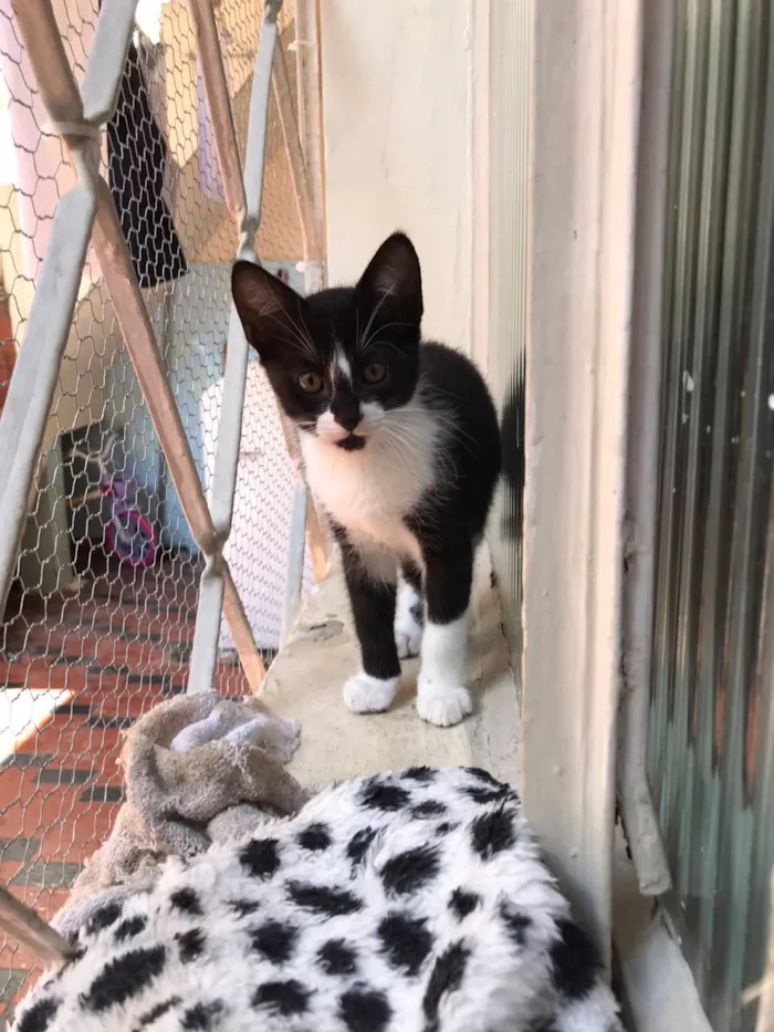 Gato raça SRD-ViraLata idade 2 a 6 meses nome Eric