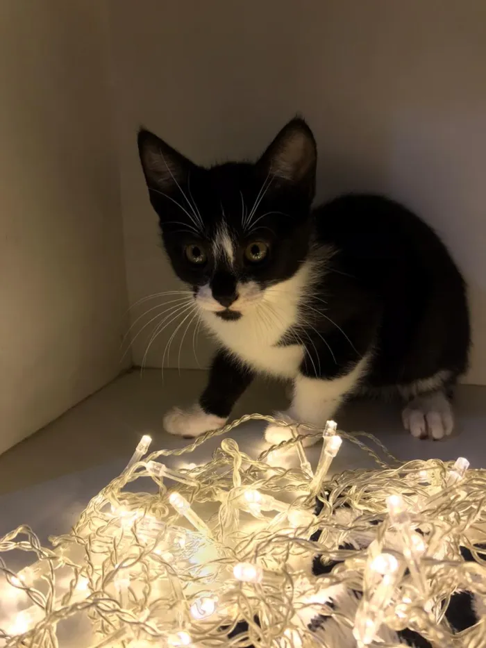 Gato raça SRD-ViraLata idade 2 a 6 meses nome Eric