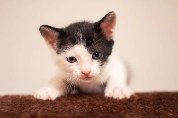 Gato raça SRD-ViraLata idade 2 a 6 meses nome Haku