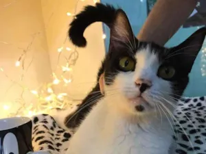 Gato raça SRD-ViraLata idade 7 a 11 meses nome Mimosa