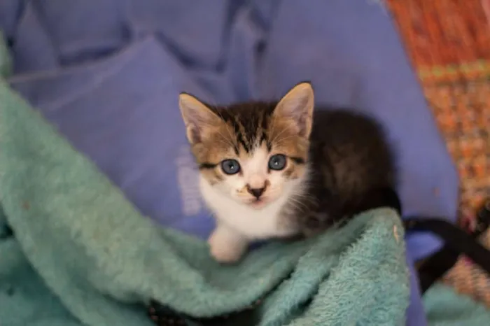 Gato raça SRD-ViraLata idade 2 a 6 meses nome Howl