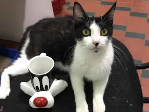 Gato raça SRD-ViraLata idade 2 a 6 meses nome Diana