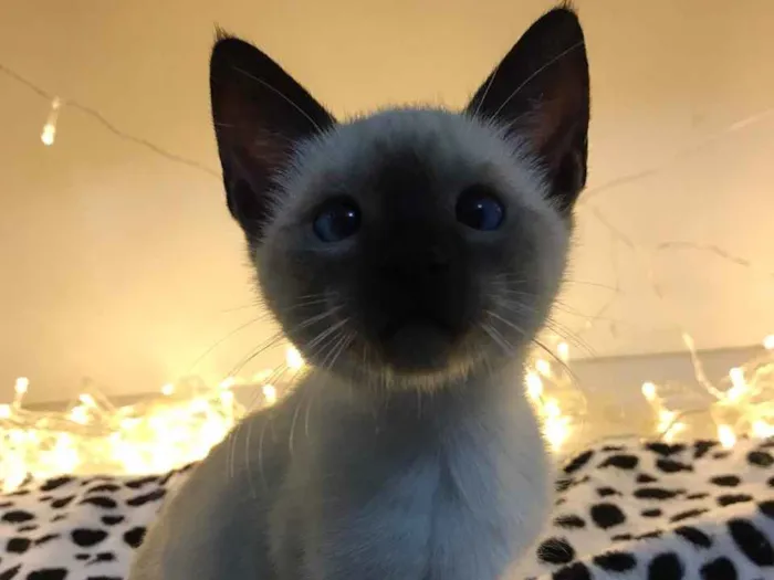 Gato raça SRD-ViraLata idade 2 a 6 meses nome Sheila
